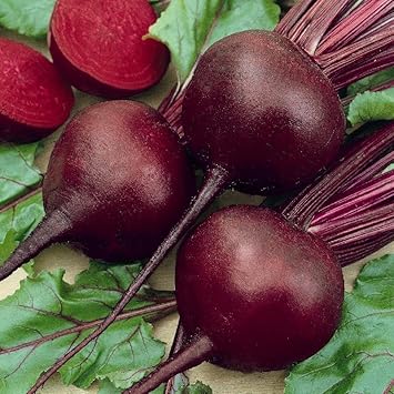 Beetroot Beta vulgaris seeds for planting in raised beds